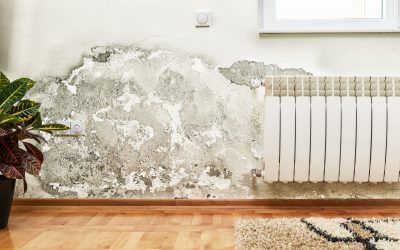Eliminate Mold from Your Walls Forever